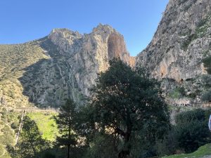 Johannesbrotbaum vor der Schlucht